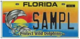 Wild Dolphins