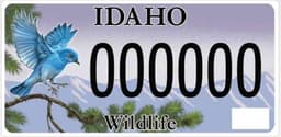 Wildlife (Bluebird)